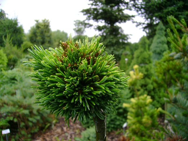 Pinus parviflora 'Teddy'